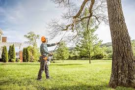 Professional Tree Care in Marmet, WV
