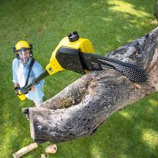 How Our Tree Care Process Works  in  Marmet, WV