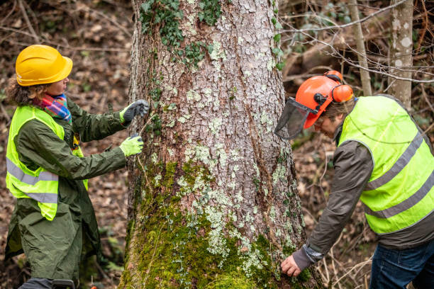 Best Hazardous Tree Removal  in Marmet, WV