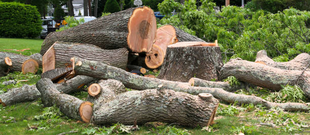 Best Tree Maintenance Programs  in Marmet, WV
