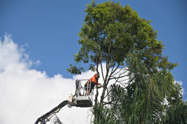 Tree and Shrub Care in Marmet, WV