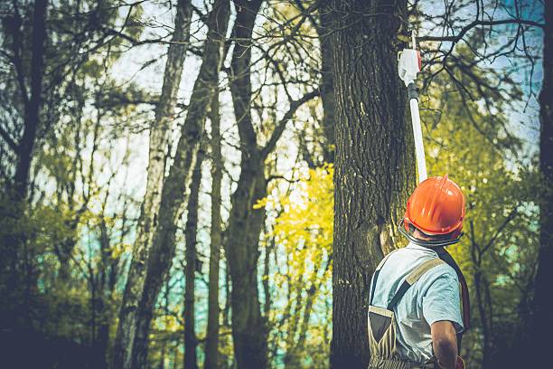 Best Fruit Tree Pruning  in Marmet, WV